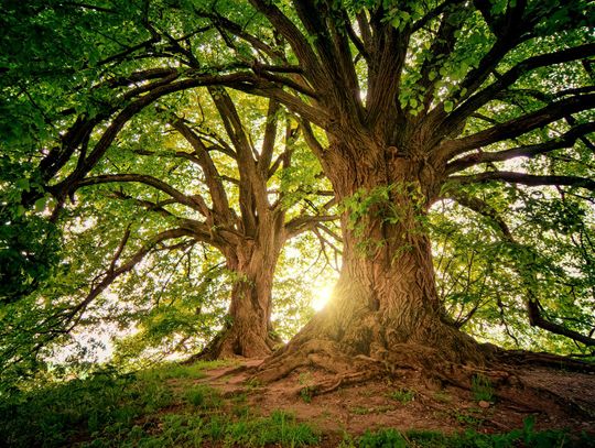 Ekspert Dendrologii: Tajemnice Drzewnego Świata