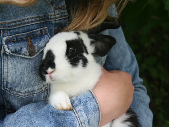 Jak przygotować się na przyjęcie królika pod swój dach?