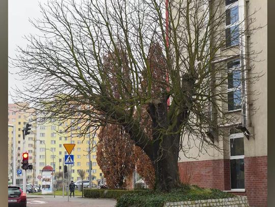 Kasztanowiec wycięty