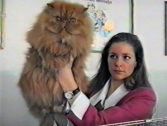 Koty i tkanina Koty i tkanina