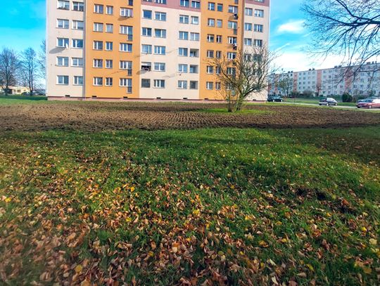 Kwietne łąki w Bolesławcu