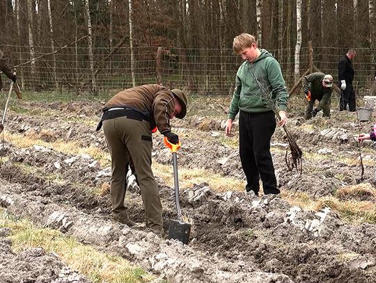 Myśliwi sadzą drzewa