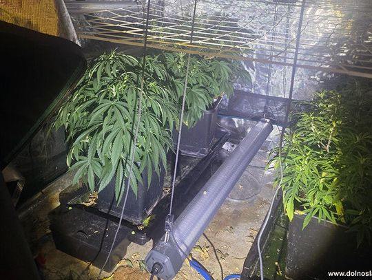 Nielegalna uprawa marihuany