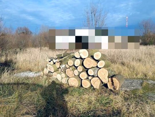 Nielegalny wyrąb