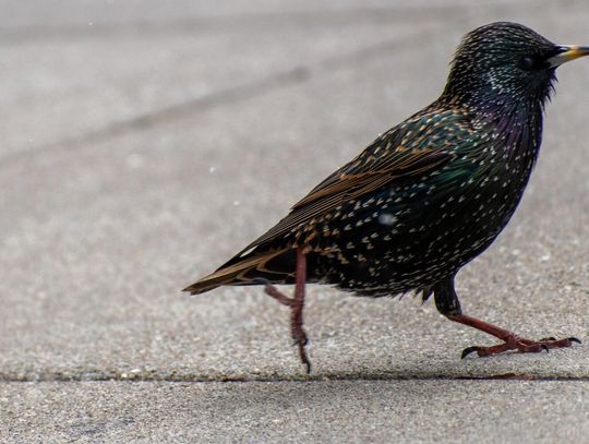 Ochrona poddasza przed szkodnikami - jaki jest najlepszy odstraszacz na kuny do domu?