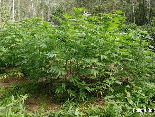 Plantacja marihuany zlikwidowana
