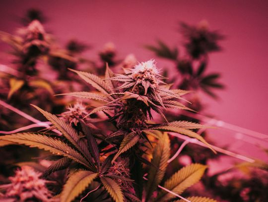 Sensi Seeds – doskonałość w świecie nasion konopi