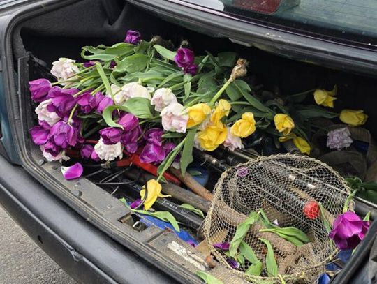Ukradł tulipany z miejskiej rabaty