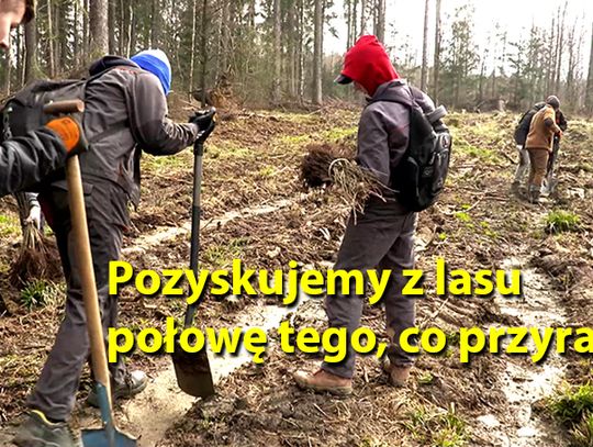 W obronie polskich lasów
