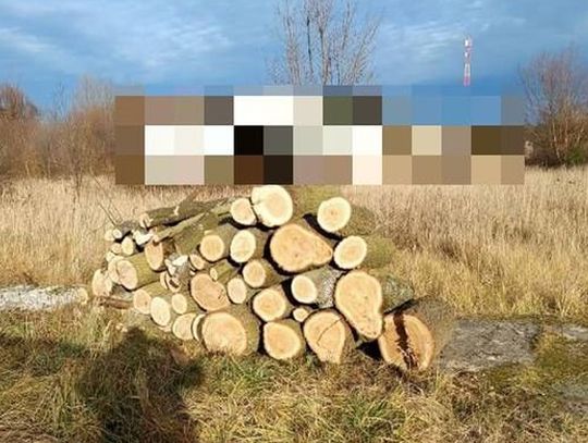 Zatrzymany za nielegalny wyrąb