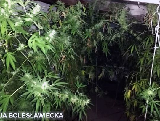 Zlikwidowana uprawa marihuany