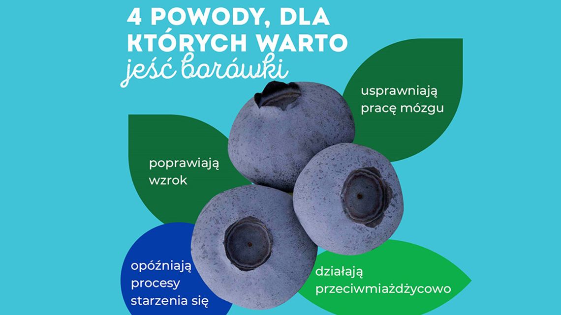 Borówki chronią przed upałem