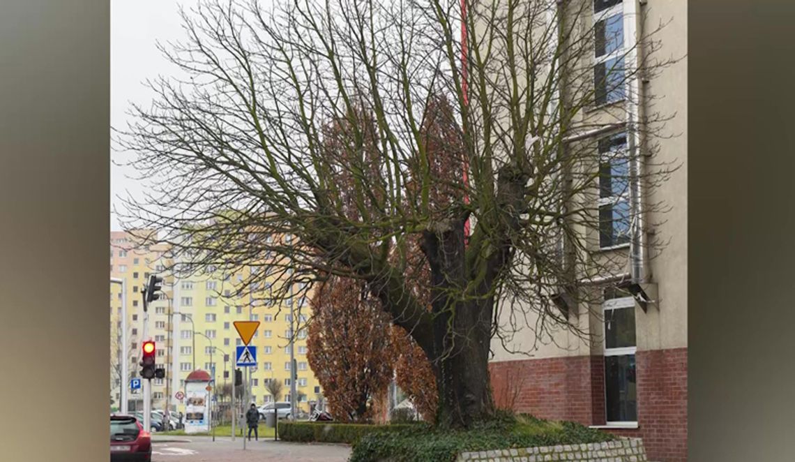 Kasztanowiec wycięty