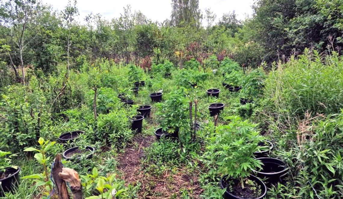 Leśna plantacja marihuany