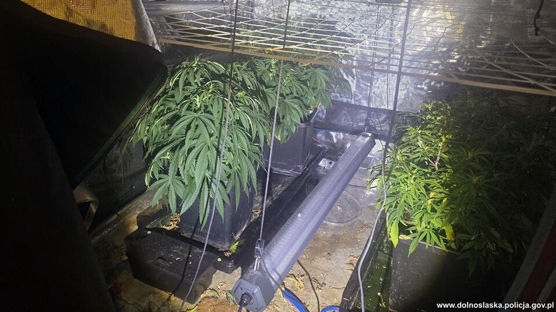Nielegalna uprawa marihuany Nielegalna uprawa marihuany
