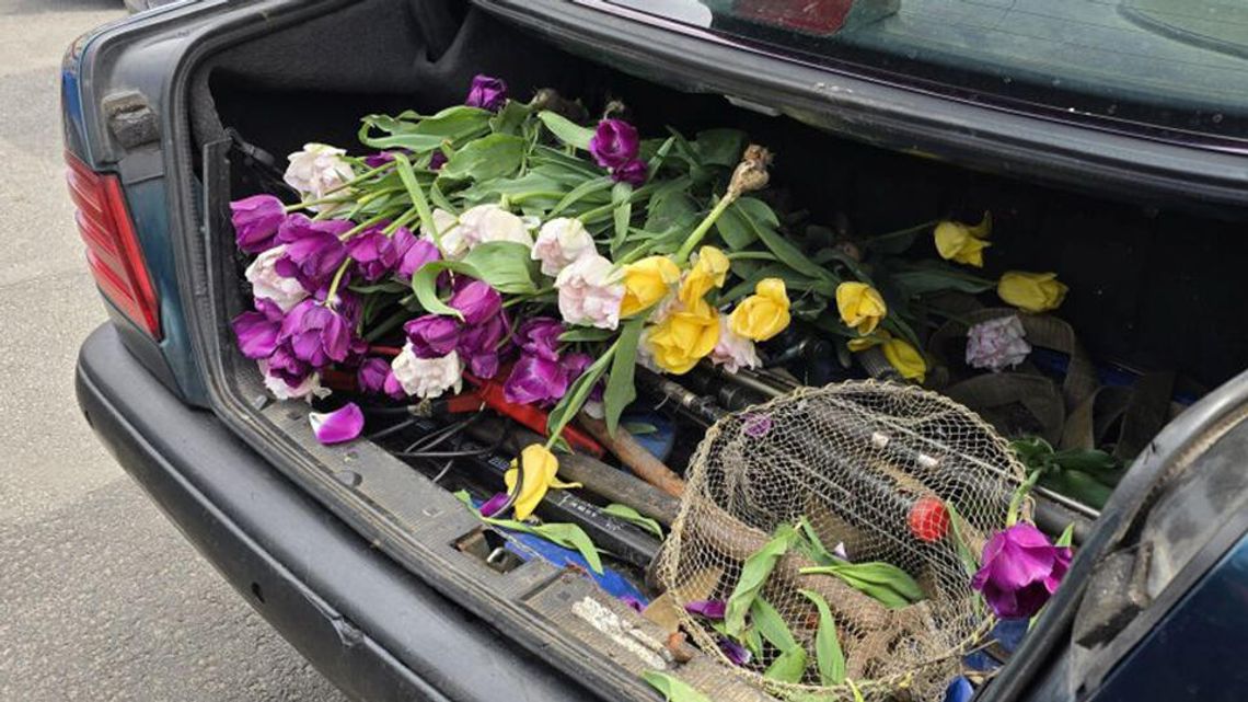 Ukradł tulipany z miejskiej rabaty