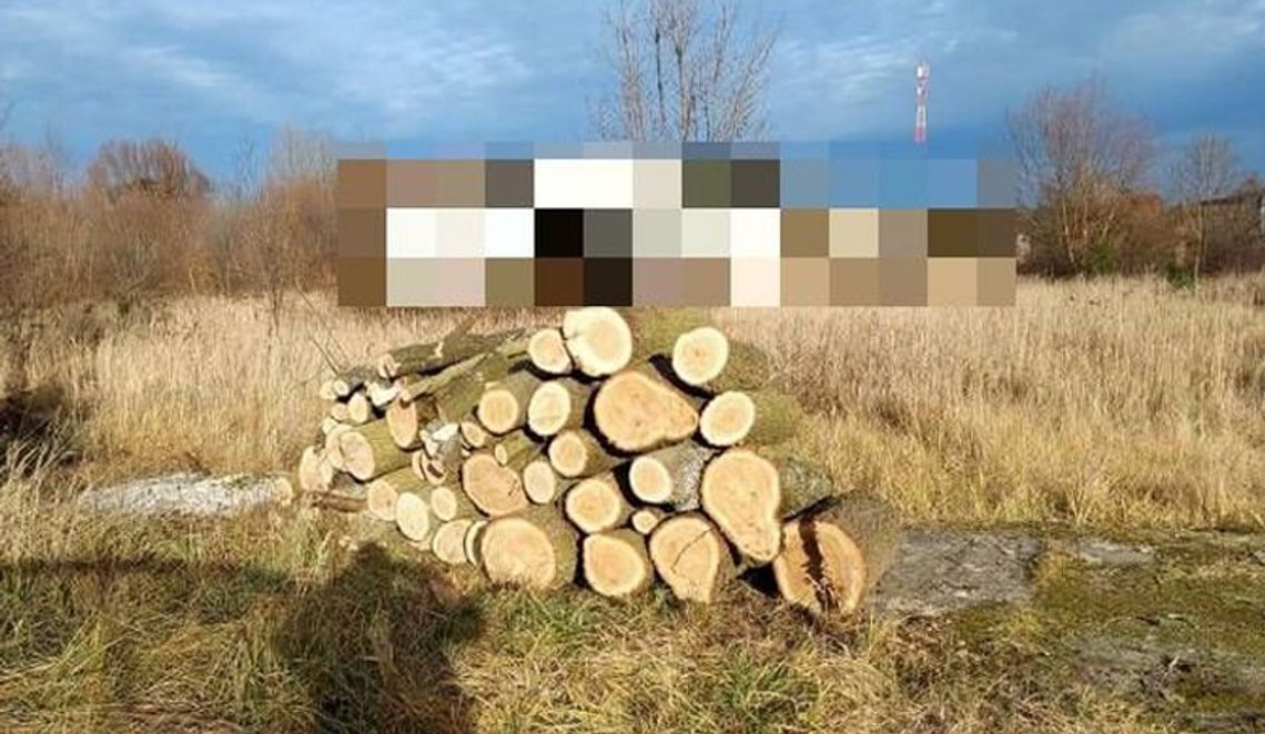 Zatrzymany za nielegalny wyrąb